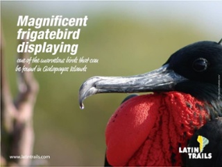 Galapagos, a paradise for birdwatchers2