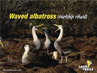 Galápagos, un paraíso para los observadores de aves3