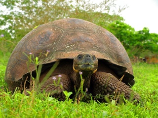 Tortuga | Galápagos