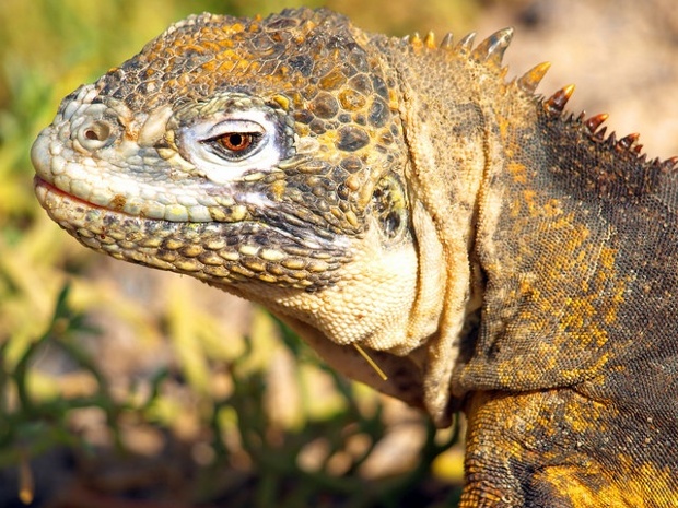 Santa Fe Island | Galapagos | Land Iguana