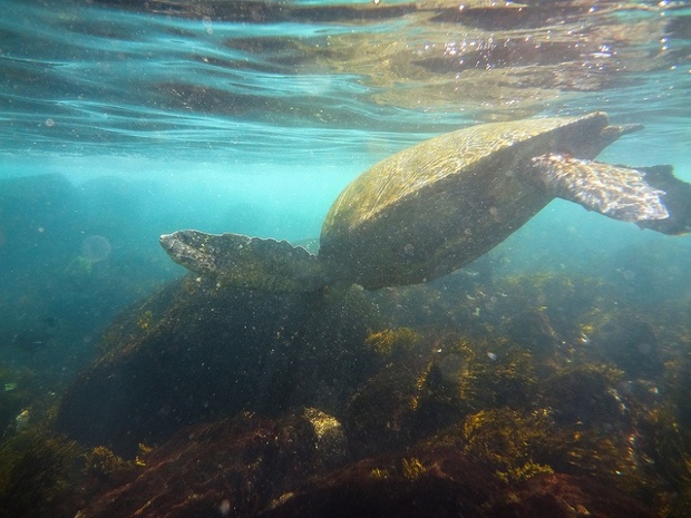 Turtle | Galapagos
