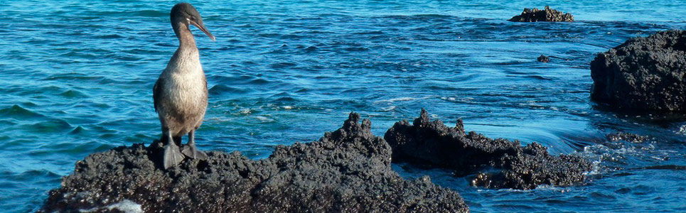 July In Galapagos Islands Weather And Events Latin Trails   July In Galapagos Island Weather And Events 