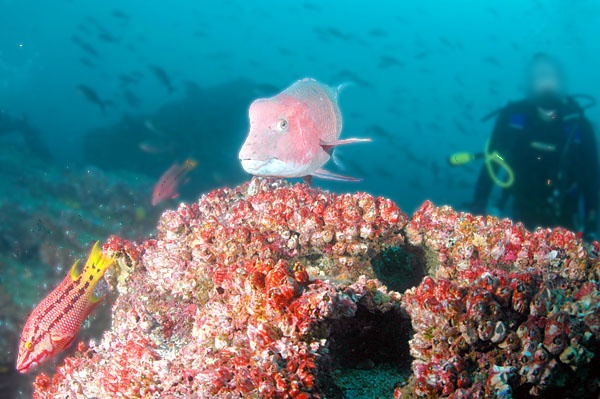 The most fascinating marine species of Galapagos2