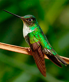 mindo-ecuador-latin-trails