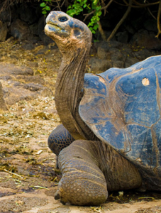 tortugas-galápagos1