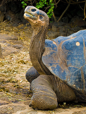 News: Galápagos Tortoises Are Reborn For The First Time In 100 Years 