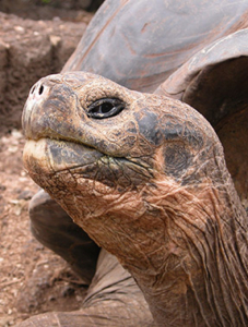 tortugas-galápagos2