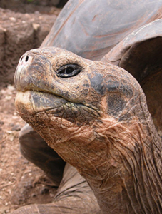 tourtles-galapagos2