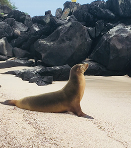 what-is-the-best-itinerary-in-galapagos8