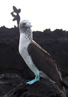 birdlife-in-Galapagos-latin-trails1-1