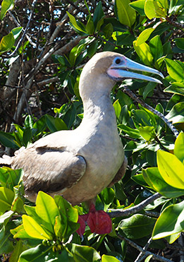 birdlife-in-Galapagos-latin-trails2
