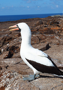 birdlife-in-Galapagos-latin-trails3