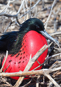 birdlife-in-Galapagos-latin-trails4