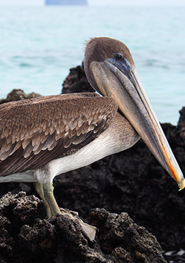 birdlife-in-Galapagos-latin-trails5