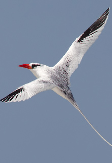 birdlife-in-Galapagos-latin-trails6