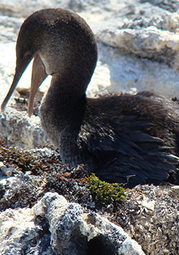 birdlife-in-Galapagos-latin-trails7