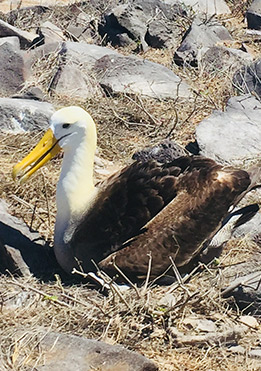 birdlife-in-Galapagos-latin-trails8