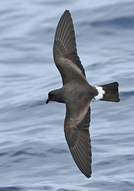 birdlife-in-Galapagos-latin-trails9