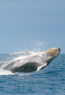 Pacific Coast | Ecuador