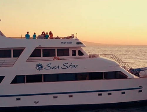 The Galapagos Sea Star Journey, Cruise of the Month