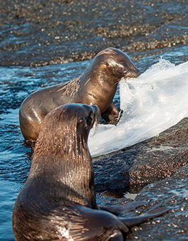 The Galapagos Islands Free of Plastic since May 2018