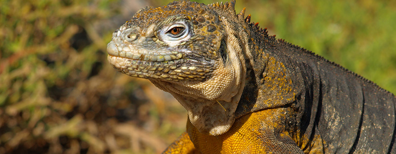 The Galapagos Islands Free of Plastic since May 2018