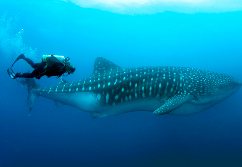 Qué actividades de aventura puedo hacer en Galápagos