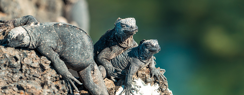 Galapagos Adventure