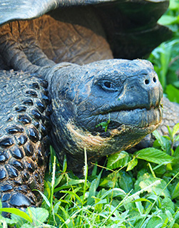 Tour de tortugas en Galápagos para adultos mayores