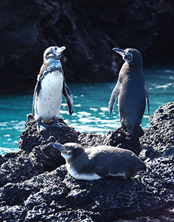 Penguins in Galapagos
