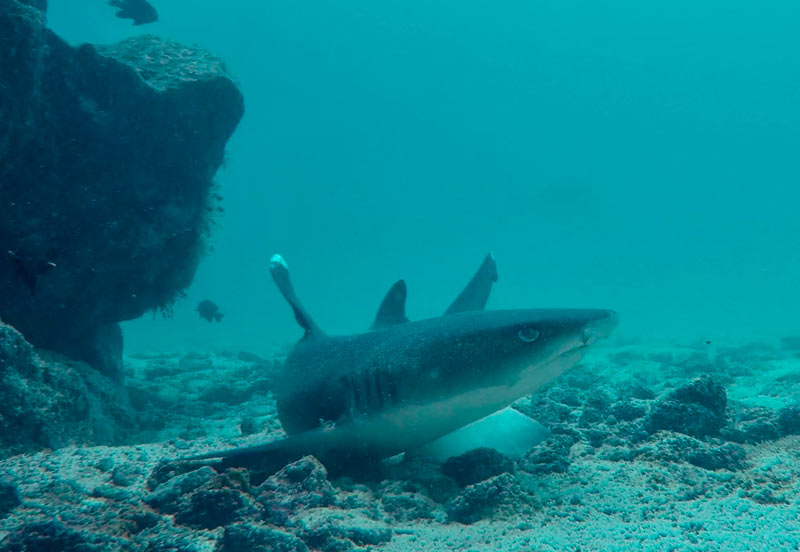 Swimming with sharks