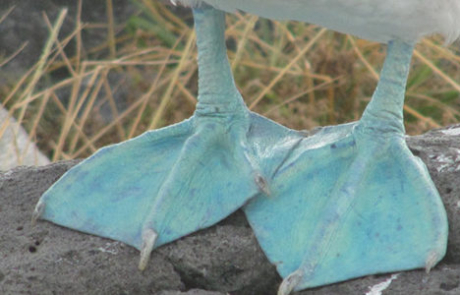 Piqueros de patas azules | Islas Galápagos