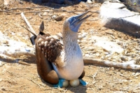 Blue footed booby 