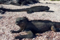 Marine Iguana  |  Galapagos