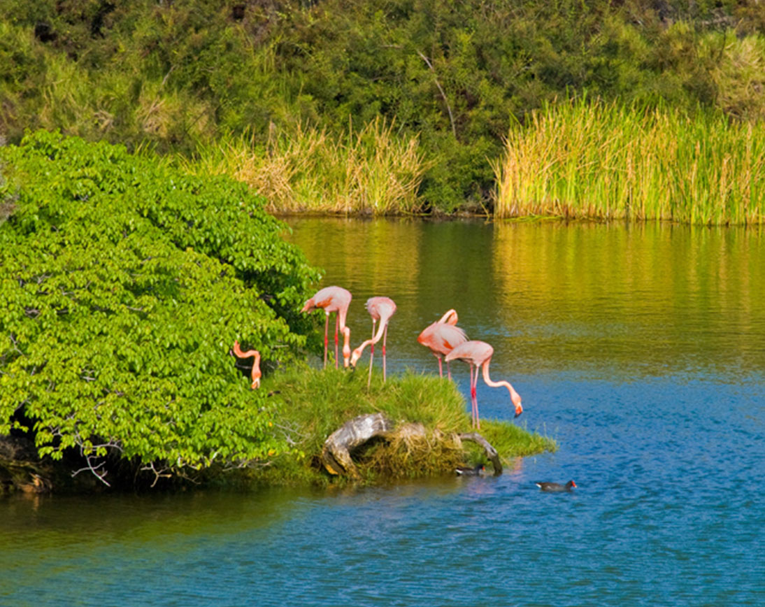 Floreana Island | Flamingos