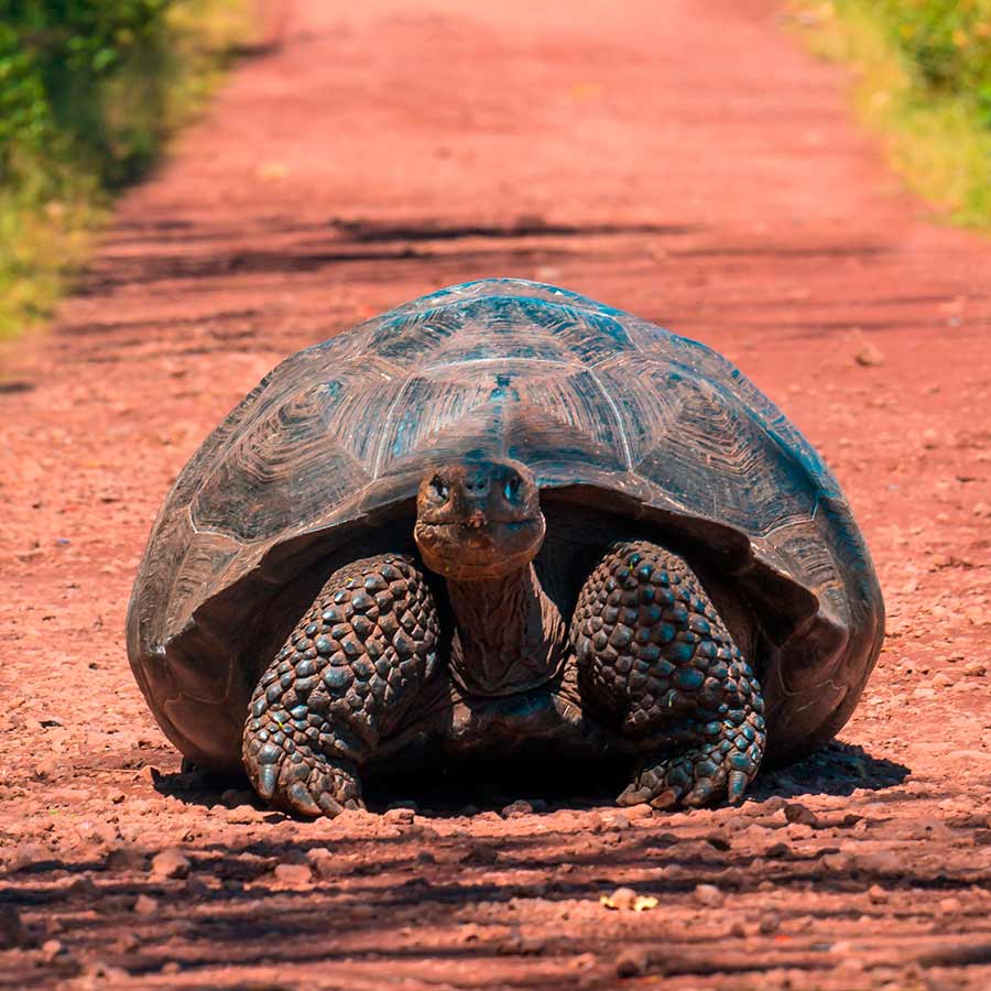 galapagos-islands-giant-tortoise