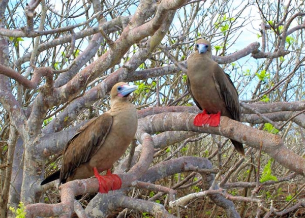 galapagos-islands-latintrails-pictures4.