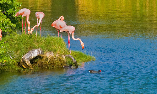 Galapagos Flamingos | Isabela Island