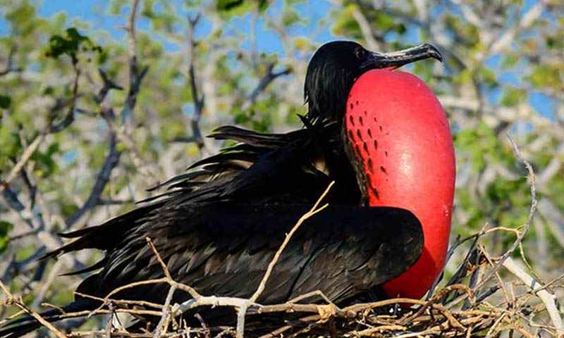 North Seymour | Galapagos birds 