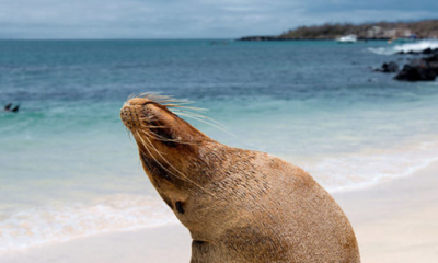 Sea Lions | Galapagos Islands