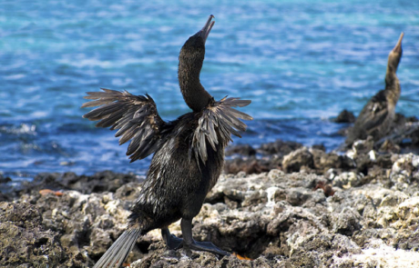 Pájaro Cormorán | Isla Isabela | Galápagos