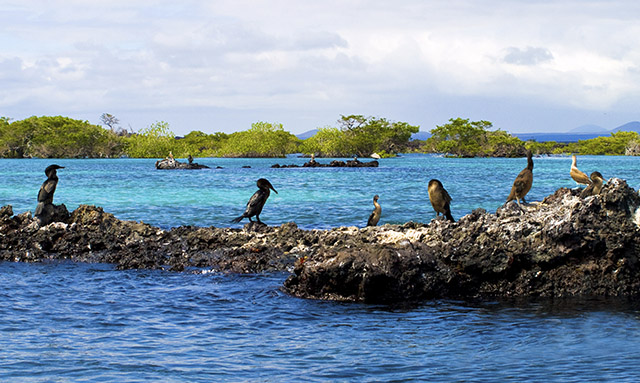 Galapagos Islands | Isabela Island | Cormorants 