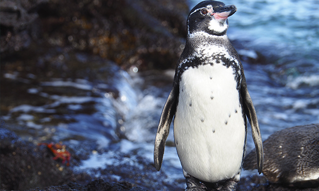 Islas Faroe septiembre contrabando El pingüino de Galápagos, especie única, amigable y en peligro de extinción