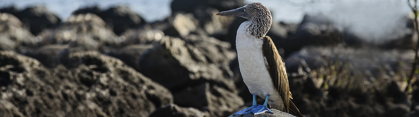 Piquero de patas azules | Galápagos 