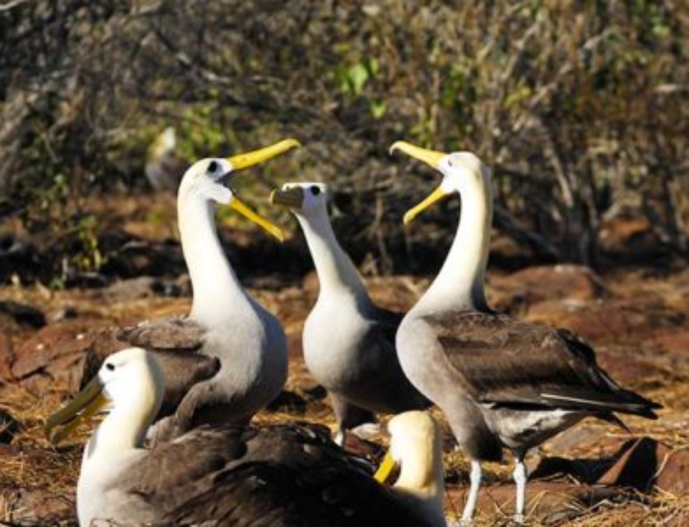 Galapagos Albatross