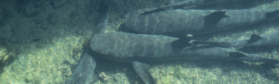 swimming amoung sharks galapagos