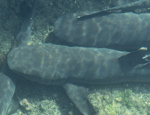 Galapagos story: Swimming among sharks