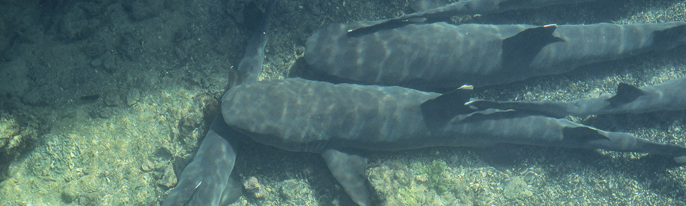 Nadando con tiburones | Galápagos 