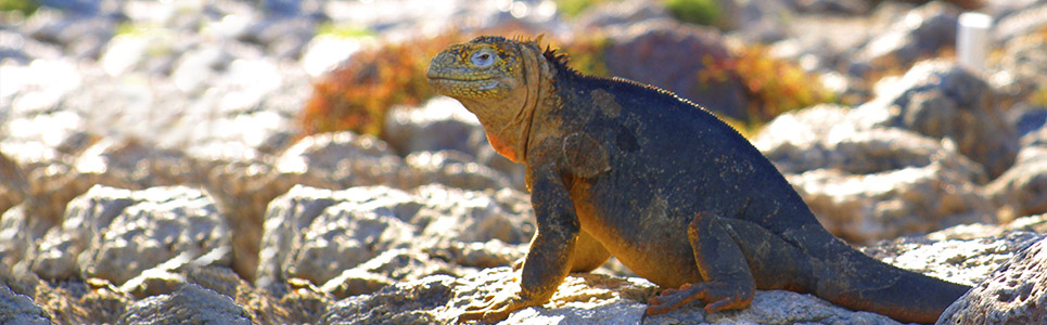 Land-iguanas-Galapagos-Islands 