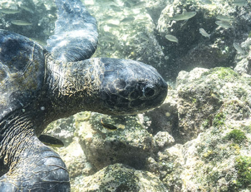 The most fascinating marine species of Galapagos